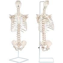 51LjjafVy+L._AC_UL210_SR210,